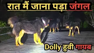 Bhotia dogs ll Had to go to the jungle at the night ll Dolly went missing ll @bharatkdogs