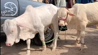 Sheikhwan Cow Mandi Zero Size Maal Ki Update|