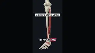 Follow for more!! #anatomy #physicaltherapy #medical #medicalstudent #trending