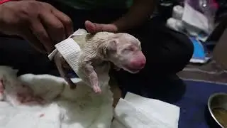 Labrador giving birth to 6 puppies  (kasut dog) #new #puppy #dog #youtubevideo #viralvideo