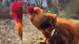 My Backyard Chicken Farm First Look | My Amazing Fluffy Friends 🐓🤝❤️