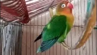 Love birds v log | cute birds | beautiful lovebirds | beautiful birds | beautiful Fischer parrots