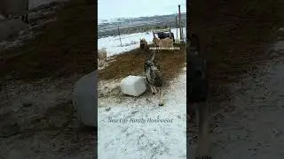 #goatproblems #germanshepherd #gsd #topflightsecurity #copdog #newlifefamilyhomestead #elkonevada