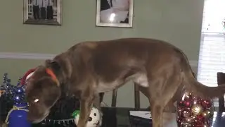 My dogs making hilarious noises...