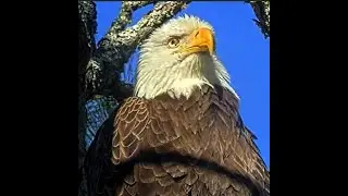 NEFL Eagles ~ Beau! Dad, Provider and Protector! Jan16, 2026