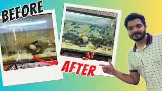&ldquo;Satisfying Monster Tank Water Change 💦🐠 | Before & After Transformation!&rdquo;@CreaturesandMe 