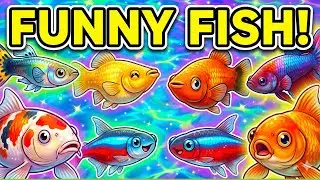 Animal time Guppy, Molly, Platy, Betta, Koi, Neon Tetra, Cardinal Tetra & Goldfish!