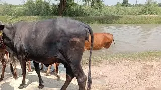 Road trip || Fatehpur to Karor lal Esain ||Culture  of Layyah peoples || ViRaL VeVo