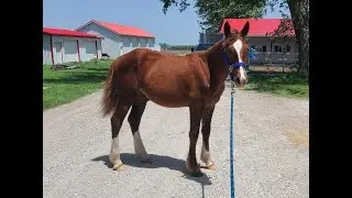 Rooster, 2021 Chestnut Colt