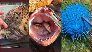 #01 Catching Seafood(Catch Crab, Catch Fish)