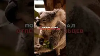 Чем коалы похожи на людей?