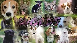 Dog&cat mep. WORDS!