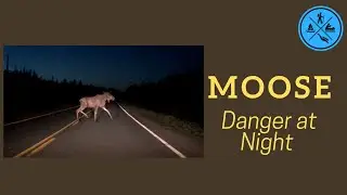 Moose Danger at Night