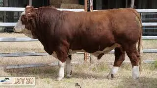 LOT 20