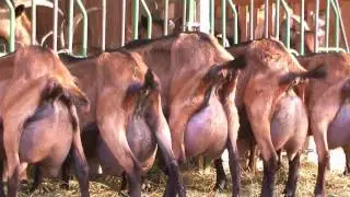 Alpesi kecsk&eacute;k 2017 Alpine goats in Hungary