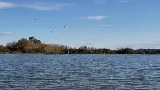 Fall ducks/geese migration 2021
