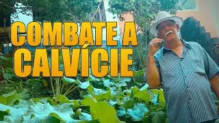 BARDANA, GOB&Ocirc; OU ORELHA DE GIGANTE: ANTIOXIDANTE, MELHORA A CIRCULA&Ccedil;&Atilde;O, ANTI-INFLAMAT&Oacute;RIA, CALV&Iacute;CIE
