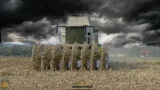 Schweinefutter Produktion Maisernte mit M&auml;hdrescher 400 ha K&ouml;rnermais dreschen - corn harvest 2020