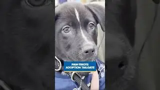 Patriots Foundation helps dogs find fur-ever homes
