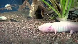 Ogr&oacute;d Śląski - Sklep zoologiczny
