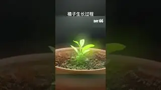 How to Grow a Lemon Tree from Seed: Time-Lapse Video नींबू ਨਿੰਬੂ