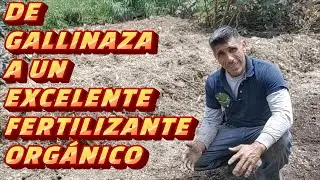 CONVIERTE LA GALLINAZA EN UN EXCELENTISMO ABONO