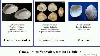 Choco, ordem Veneroida, fam&iacute;lia Tellinidae macoma mollusca laevigata tenta secta irus Austromacoma