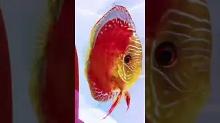 fishery Colorful Angelfish Colorful God Fame fish Goldfish #short#shorts