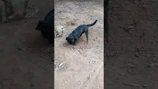 Pets Play Time #labrador #puppy #dog #subscribe #animals #cute #playing #funny #shorts
