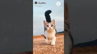 The Beauty of Cat.             #Entertainmentking. 😘😘❤️
