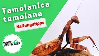 Haltungstipps f&uuml;r die Tamolanica tamolana (Neuguinea-Shield Mantis)