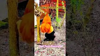 Proof Roosters Have Game: Flower Gifts Boost Mating 37%! (Farmyard Casanova) #FarmLife