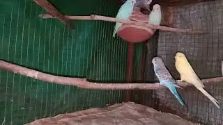 #budgsiebirad ko palna shikhe #youtubevideo my chenal subscribe kare 👍🦜
