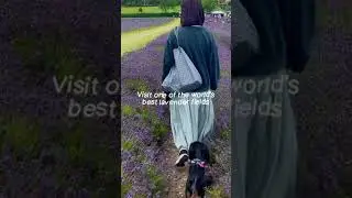 Lavender Farm in England! || #england #uk #farm #lavender #lavenderfarm #fyp #trip