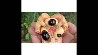 ackee Fruit tree backyard treasure chest