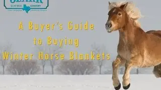 Product Spotlight: Winter Turnout Blanket for Horses