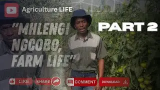 Mhlengi Ngcobo's Farm Life - Part 2 |  the cabbage production explained
