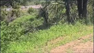 Lions Chilling in the Shade in the hot afternoon!🔥
