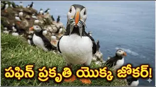 పఫిన్ ప్రకృతి యొక్క జోకర్ 😂😂😂#wildlife #animals #information #telugu #video #facts #animation #story