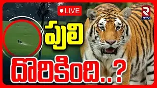 Tiger Hulchul In East Godavari District🔴LIVE : పులి దొరికింది? | Tiger Found On Hill | RTV
