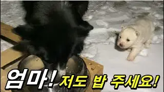 늦은 시간이지만 보리/콜리 저녁 식사 챙겨주고 왔어요 #강아지먹방 #보더콜리먹방