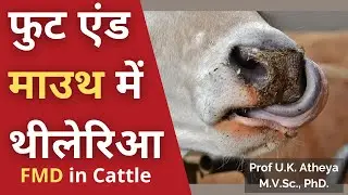 फुट एंड माउथ में थीलेरिआ | Foot & Mouth and Theileria |