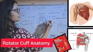 Rotator Cuff Anatomy | Musculotendinous Cuff Of Shoulder Joint Anatomy #anatomy #physiotherapy 
