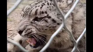 Captive snow leopard released into wild after recovery
