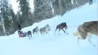 Balade chiens de traîneaux - Station des Rousses