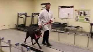 Pet research makes strides towards human pain relief