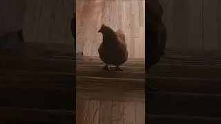 Chicken Going Up the Stairs! It's Shy Shy on the stairs! #petchicken