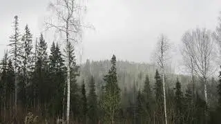 Tibetan singing bowls in rainy forest. Meditation and relaxation ambient music for yoga, sleep&study