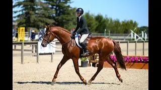 Valentino BF CSI2* winning Green Hunters 7 25