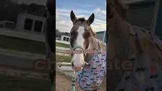 Easton!!#dou#pony#equestrian#horse